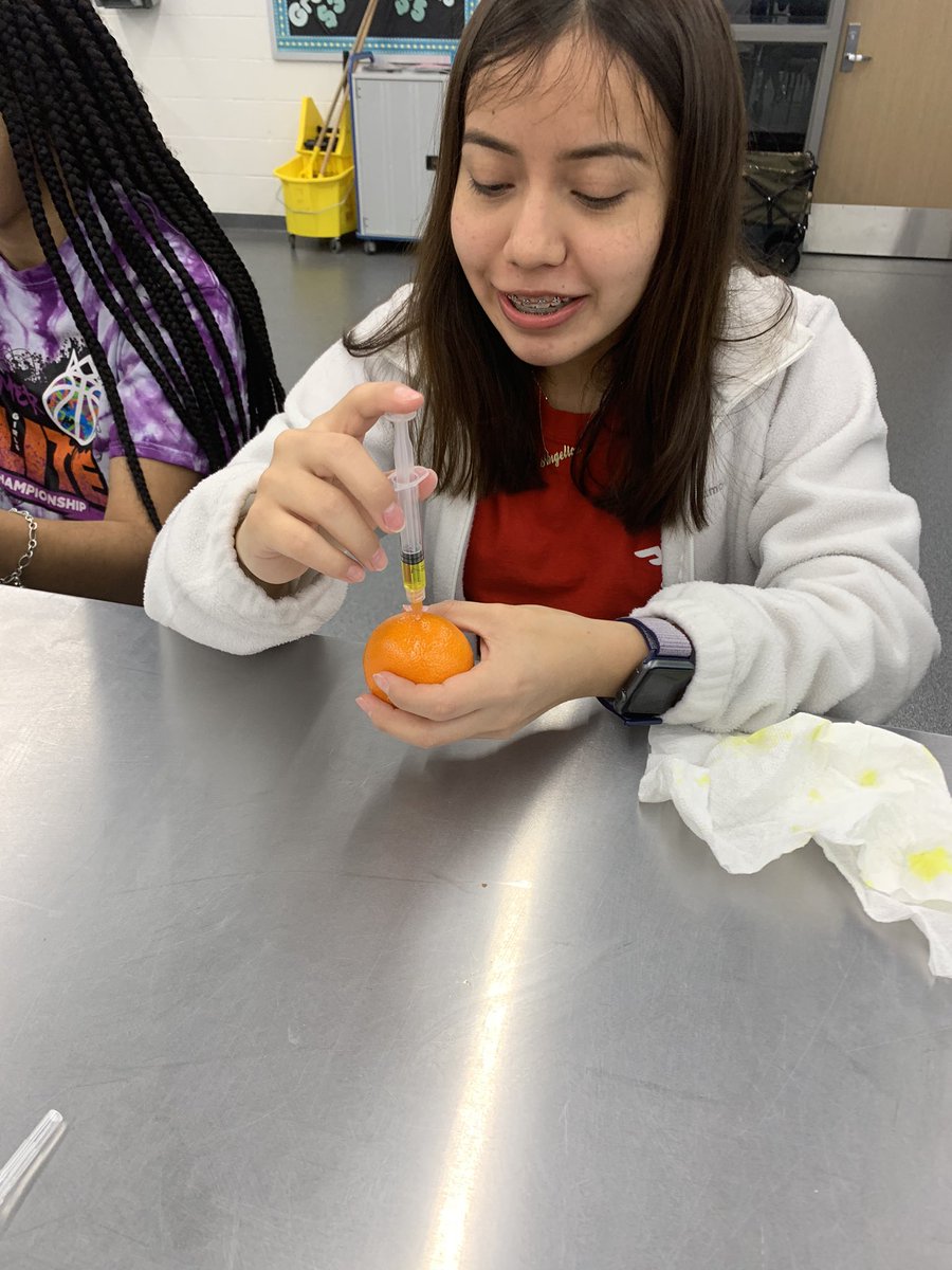 AliefVetScience's tweet photo. Students in class this week practiced giving intramuscular injections on oranges. @AliefISD @AliefFfa @Alief_Career @AliefCTE https://t.co/WJSCAus4b3