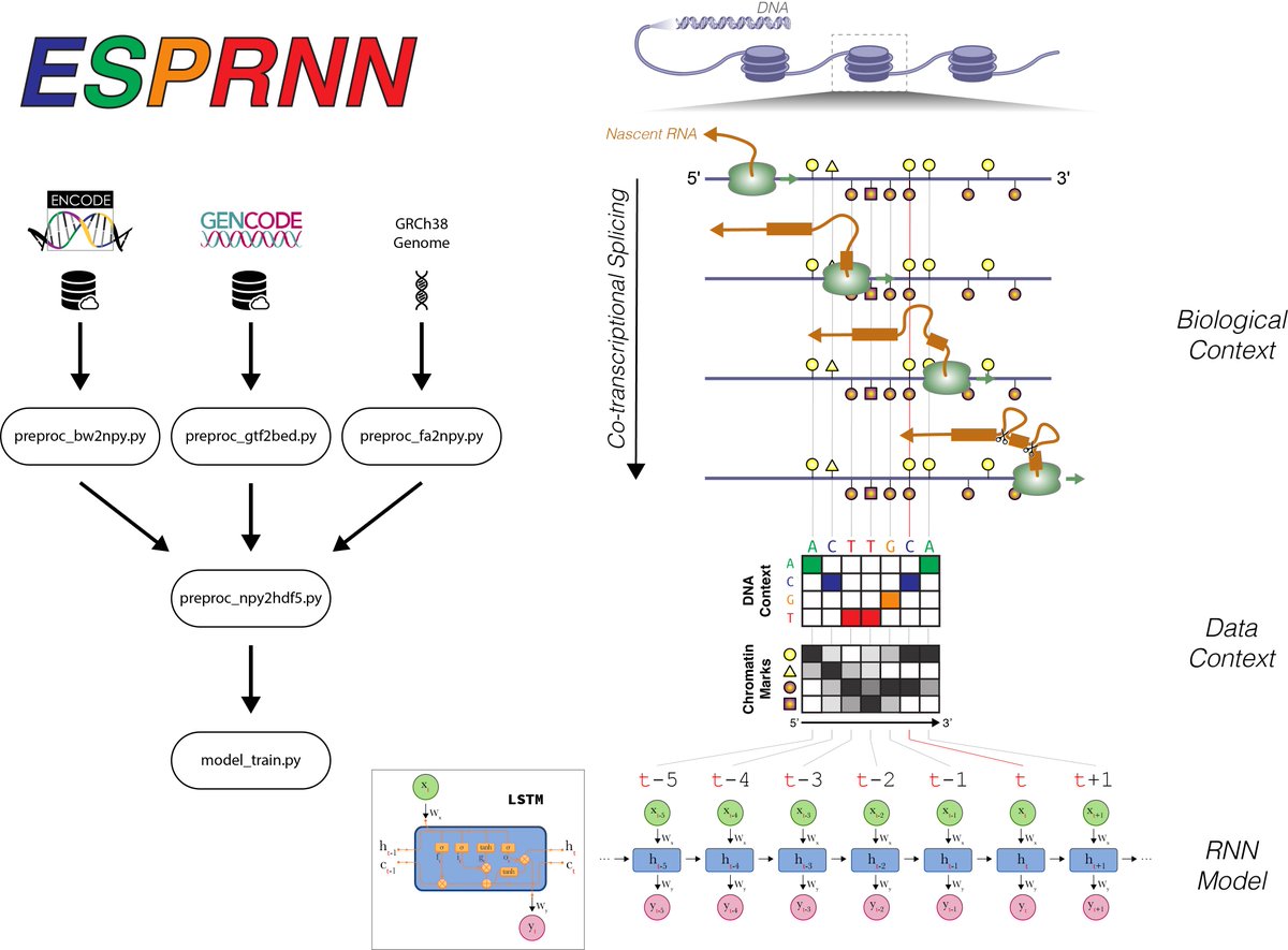 hoondy's tweet photo. New #preprint modeling co-transcriptional splicing using #RNN from @MarkGerstein lab https://t.co/Lu28HtKTIu
