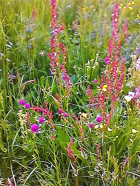 #MyPhoto
#MeadowFlowers
#Goodafternoon and #HappyThursday