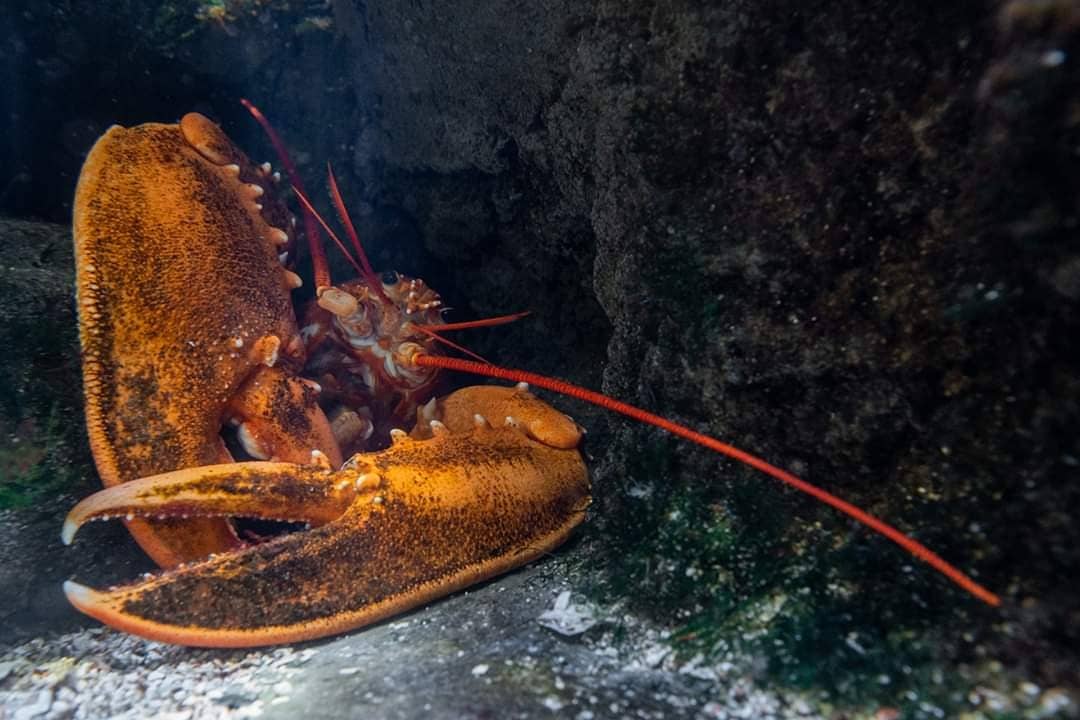 educanature's tweet photo. Sortie Educanature à l'aquarium de Paris.
---
#educanature #aquarium #paris #iledefrance #cineaqua #aquariumdeparis @AquaParis_off https://t.co/psCciHp1J6
