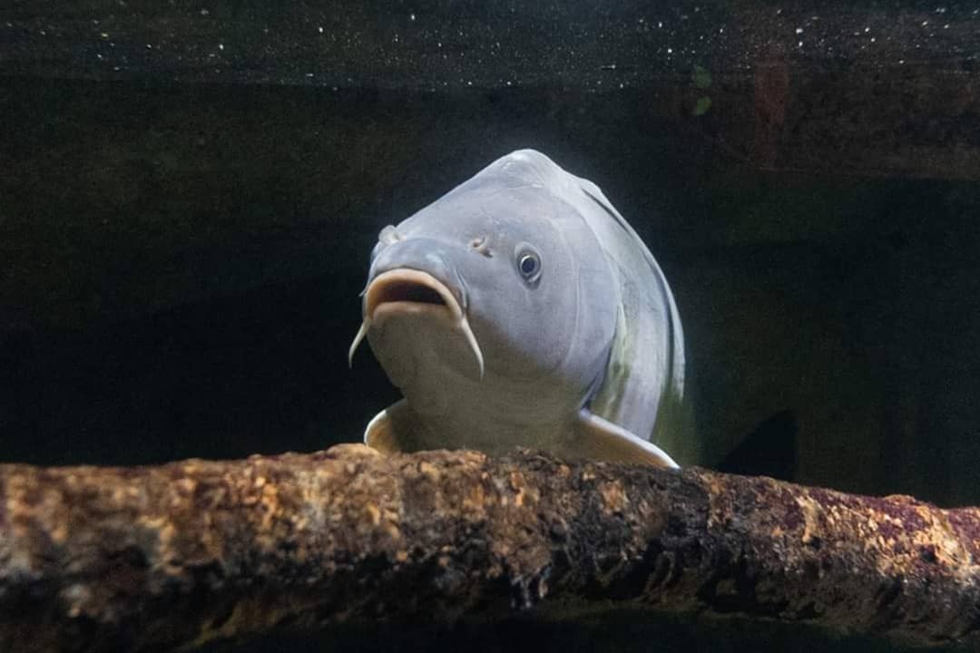 educanature's tweet photo. Sortie Educanature à l'aquarium de Paris.
---
#educanature #aquarium #paris #iledefrance #cineaqua #aquariumdeparis @AquaParis_off https://t.co/psCciHp1J6
