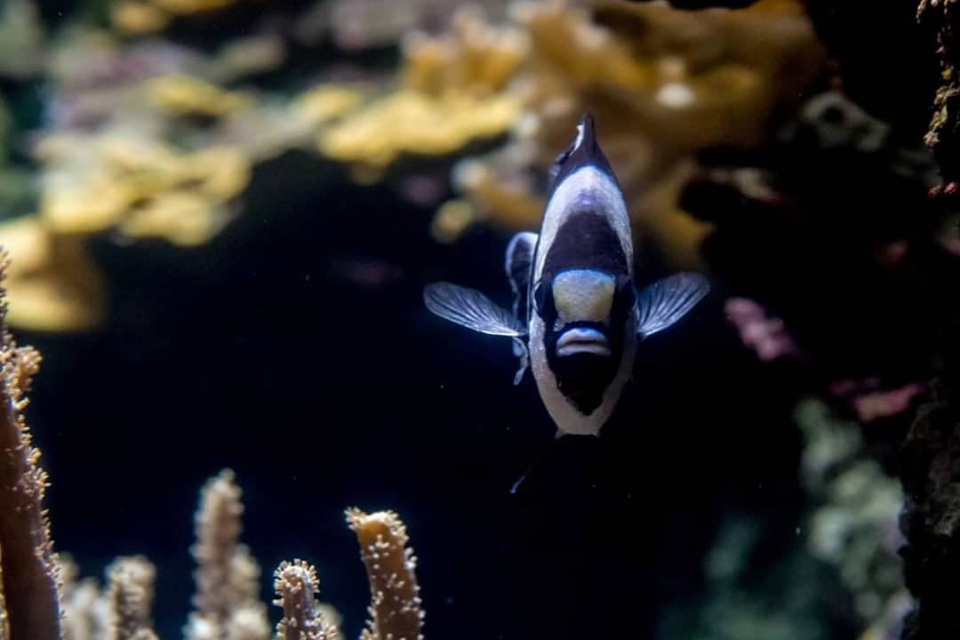 educanature's tweet photo. Sortie Educanature à l'aquarium de Paris.
---
#educanature #aquarium #paris #iledefrance #cineaqua #aquariumdeparis @AquaParis_off https://t.co/X3xjk3V7ru
