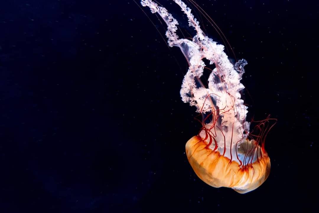 educanature's tweet photo. Sortie Educanature à l'aquarium de Paris.
---
#educanature #aquarium #paris #iledefrance #cineaqua #aquariumdeparis @AquaParis_off https://t.co/XlZPExpFCR