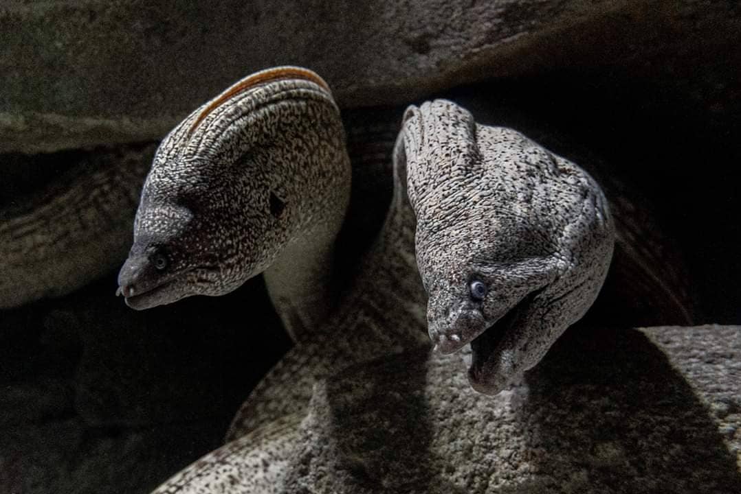 educanature's tweet photo. Sortie Educanature à l'aquarium de Paris.
---
#educanature #aquarium #paris #iledefrance #cineaqua #aquariumdeparis @AquaParis_off https://t.co/LYFLMaIdyz