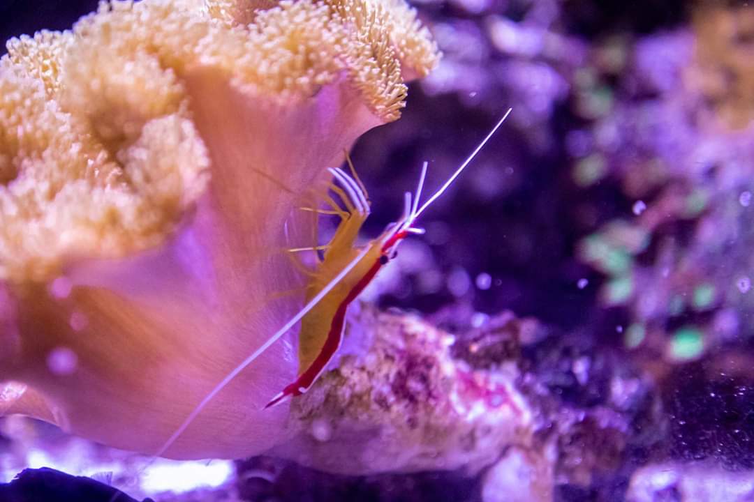 educanature's tweet photo. Sortie Educanature à l'aquarium de Paris.
---
#educanature #aquarium #paris #iledefrance #cineaqua #aquariumdeparis @AquaParis_off https://t.co/7PNuKFFoOg