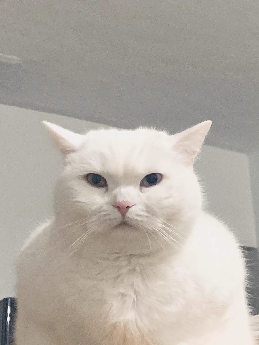 癒される猫の画像ｗｗまるで人の証明写真にみえる！？それ人間の肩幅じゃんｗｗ