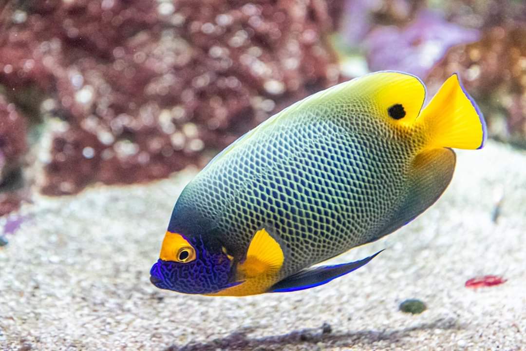 educanature's tweet photo. Sortie Educanature à l'aquarium de Paris.
---
#educanature #aquarium #paris #iledefrance #cineaqua #aquariumdeparis @AquaParis_off https://t.co/3smUZhD3sC