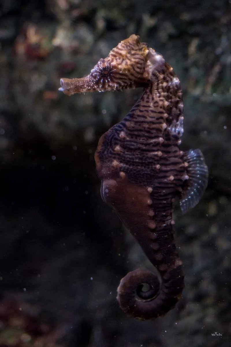 educanature's tweet photo. Sortie Educanature à l'aquarium de Paris.
---
#educanature #aquarium #paris #iledefrance #cineaqua #aquariumdeparis @AquaParis_off https://t.co/3smUZhD3sC