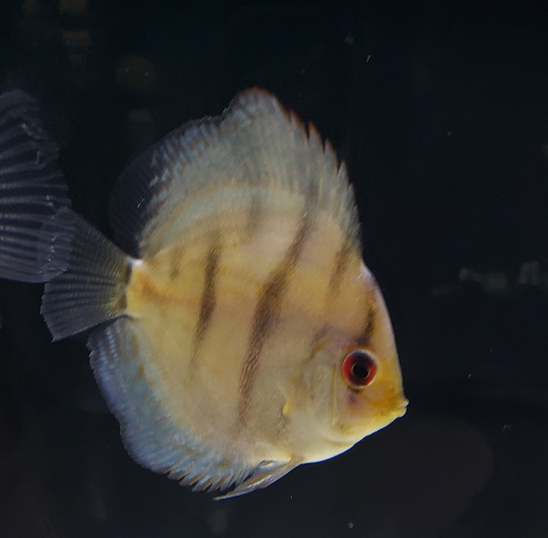 熱帯魚の王様 Twitter Search Twitter