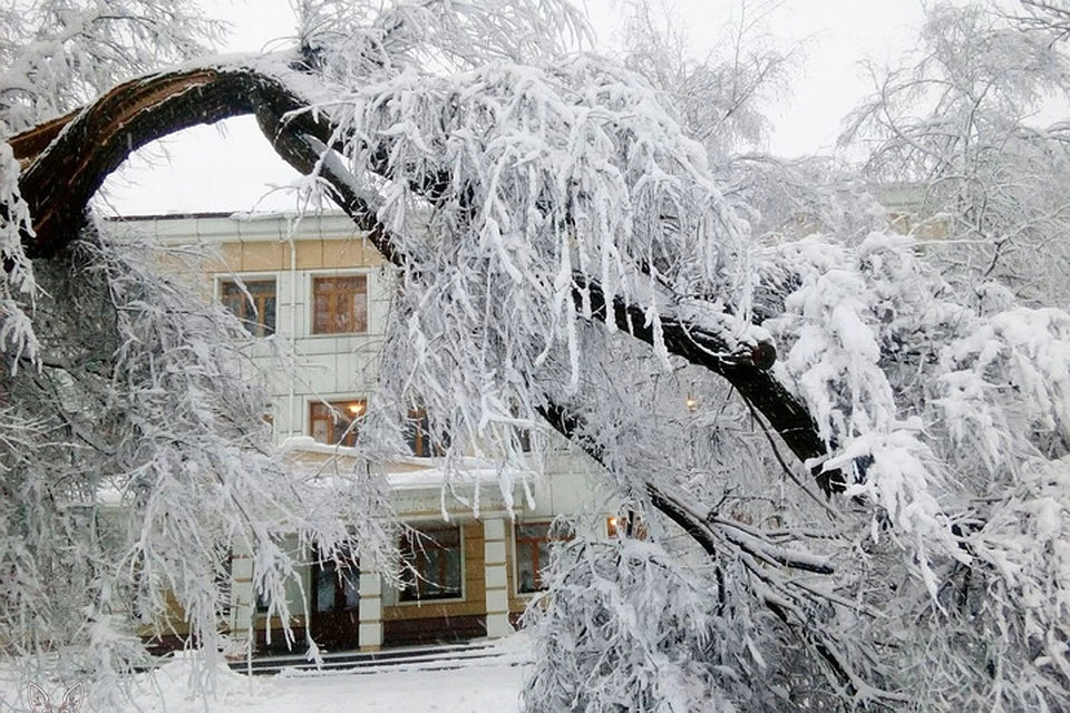 Выпал снег в феврале. Снег с дерева падает. Упавшее дерево в снегу. Снег в Донецке. Сломанное дерево в снегу.