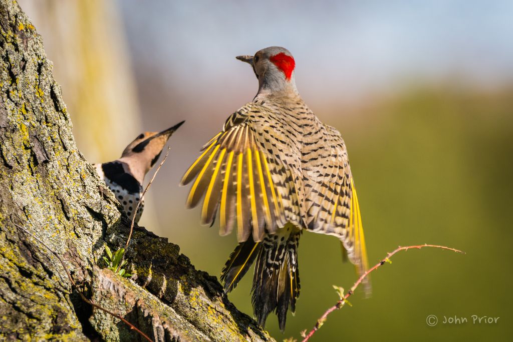 Wild Birds Unlimited Wbu Inc Twitter