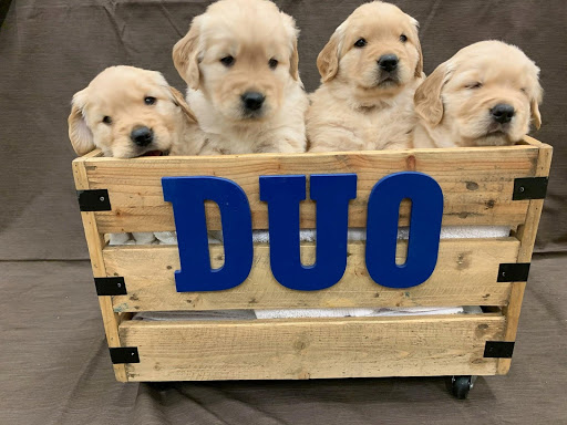 DuoDogsInc's tweet photo. We’re so excited for #AFetchingAffair on March 7th! This year’s silent auction items include beautiful vacations and a chance to name a whole Duo Dogs litter. 😍 More info & tickets: https://t.co/KD9KIhl4hX 🐾
#duodogs #duochampions https://t.co/NnpdiIhwxc