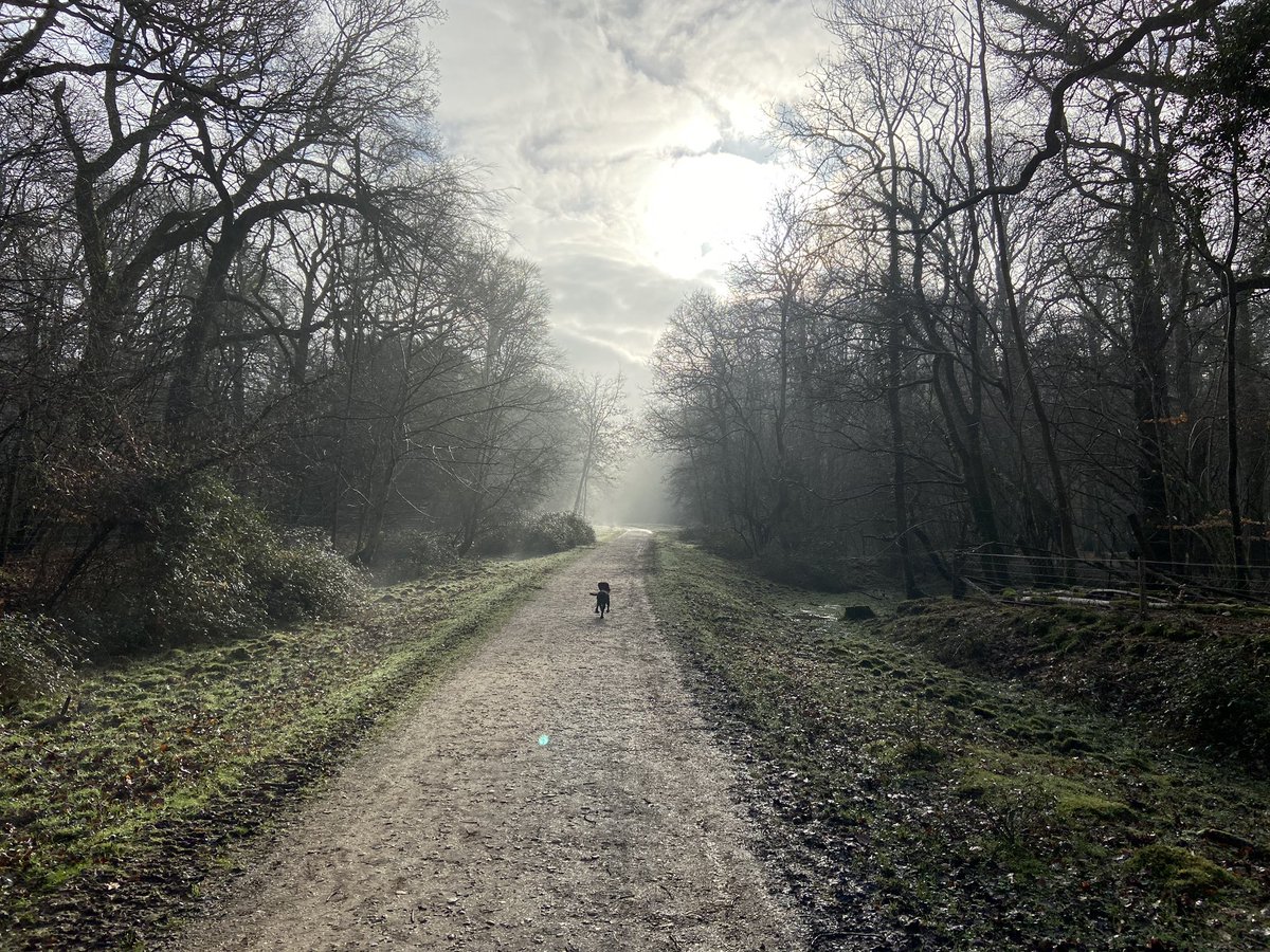 Beaut morning. #NewForest