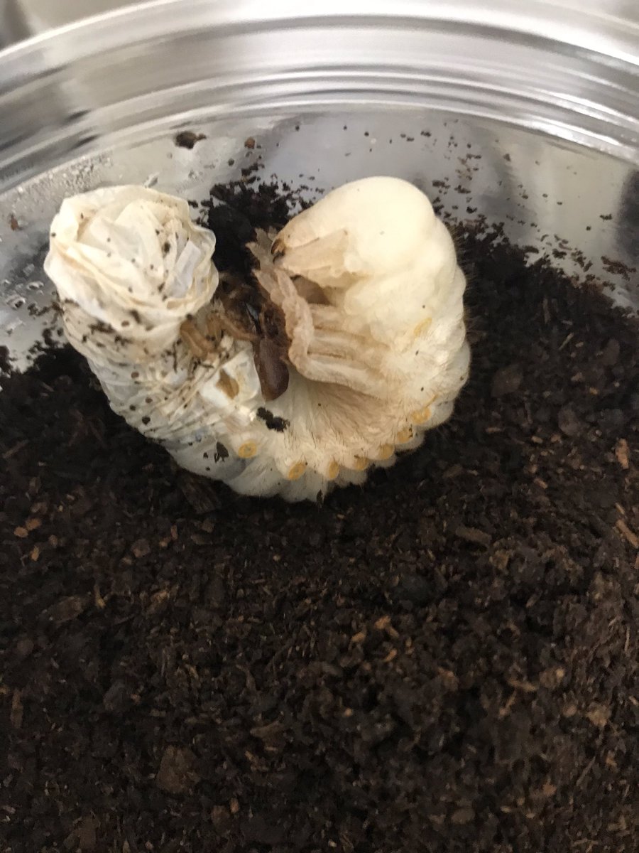 パチセラスメテオ血統(F5)♀72-74mm F5の在庫まもなく後食開始個体！ 在庫数わずかです。 メガバス バスロッド オロチ X10 SP F3st-611XTS メデューサ