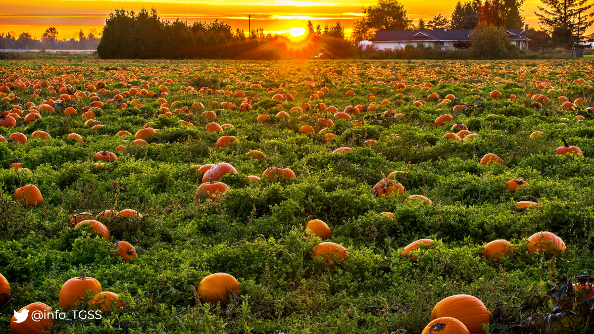 info_TGSS's tweet image. El día 13 finaliza el plazo de comunicación de jornadas reales en el Sist. Especial Agrario