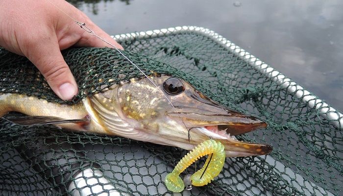 FishPortal_UA's tweet photo. #fishportal #рыбалкаукраина #календарьрыбака #прогнозклева https://t.co/6f5pyDD1ku