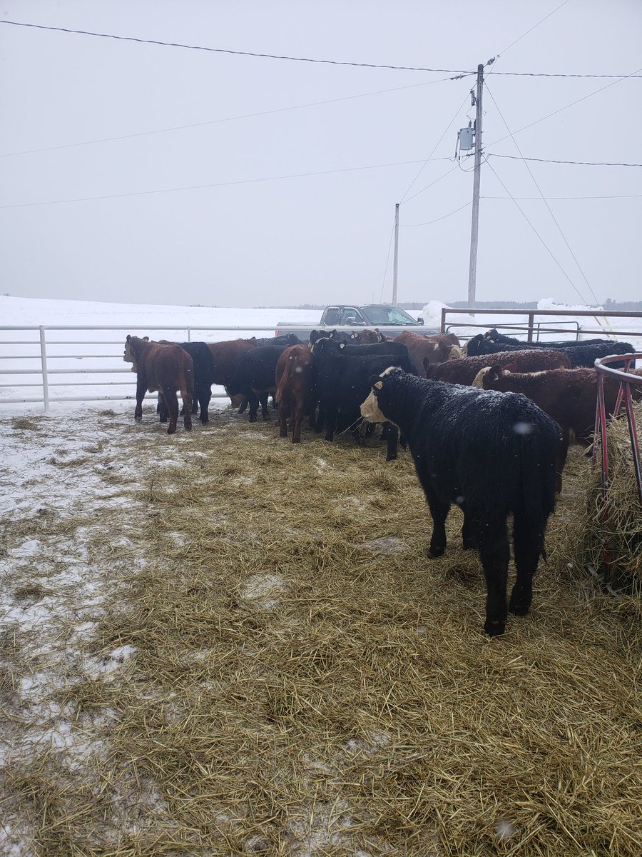 WillArmitage5's tweet photo. Next weeks steer calves ready to hit cookstown sale.
In my opinion these calves will compete with anything around. https://t.co/fAsDQhvMXA