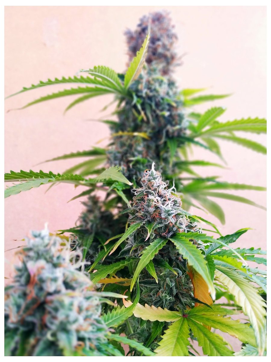 Ganjasmatic's tweet photo. 82 días para esta hermosa #AutoHaze de @Geaseeds. Ya ha pasado por el peluquero, ahora solo queda esperar...Todo #orgánico #BAC #led #marihuana #ganja #autofloreciente #autoflowers #regulacionintegral #flores https://t.co/7Rjjr6HylH