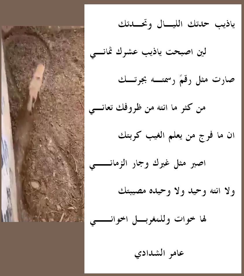 aemralshdadi's tweet photo. ياذيب حدتك اليال وتحدتك 
لين اصبحت ياذيب عشرك ثماني

صارت مثل رقم رسمته بحرتك
من كثر ما انته من ظروفك تعاني

ان ما فرج من يعلم الغيب كربتك
اصبر مثل غيرك وجار الزماني

ولا انته وحيد ولا وحيده مصيبتك
لها خوات وللمغربل اخواني https://t.co/9khFh0FCQf