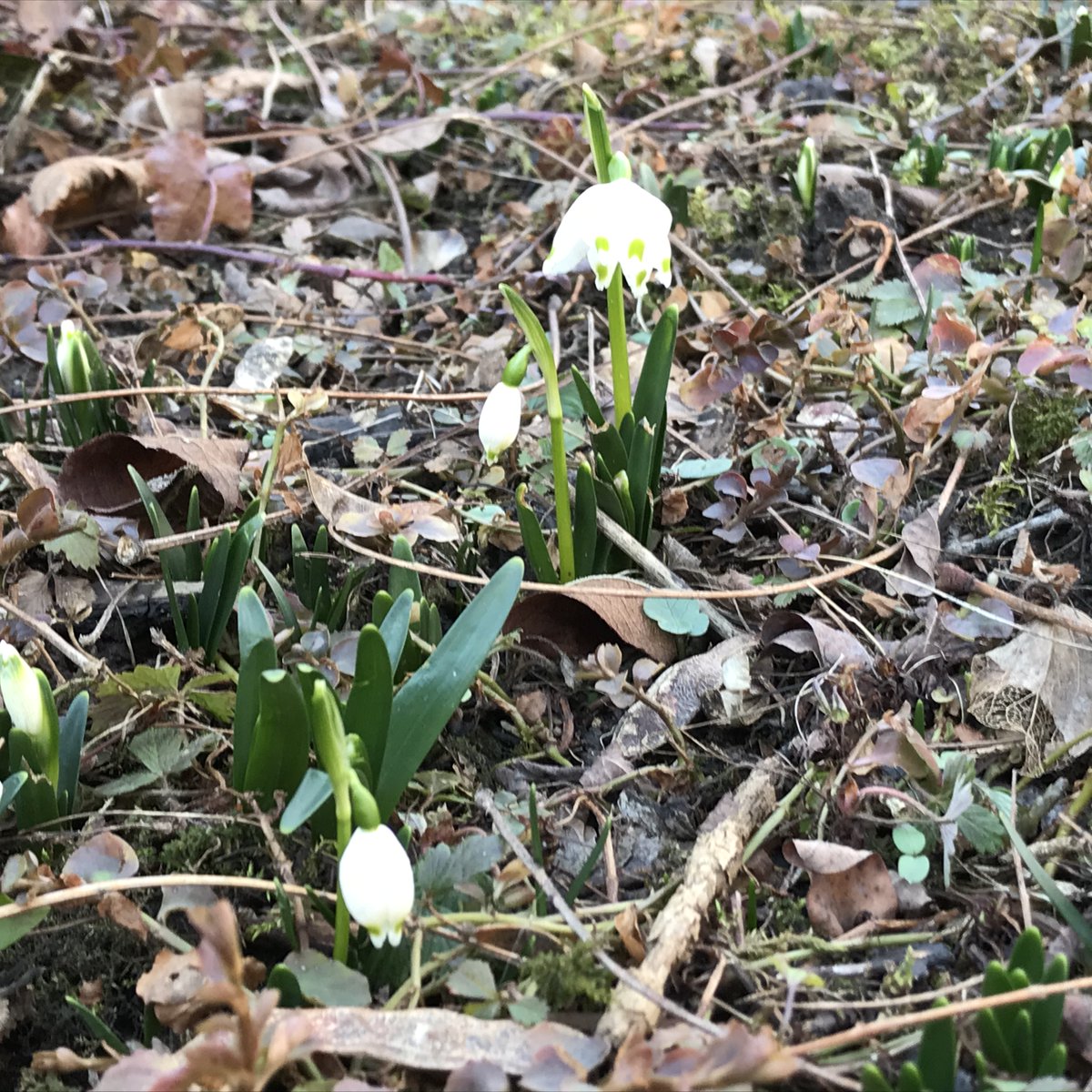 knowyournature's tweet photo. Seid ihr heute schon draussen gewesen? Fresh air, sunshine and first flowers (Leucojum vernum). https://t.co/gAqKHRXVfx