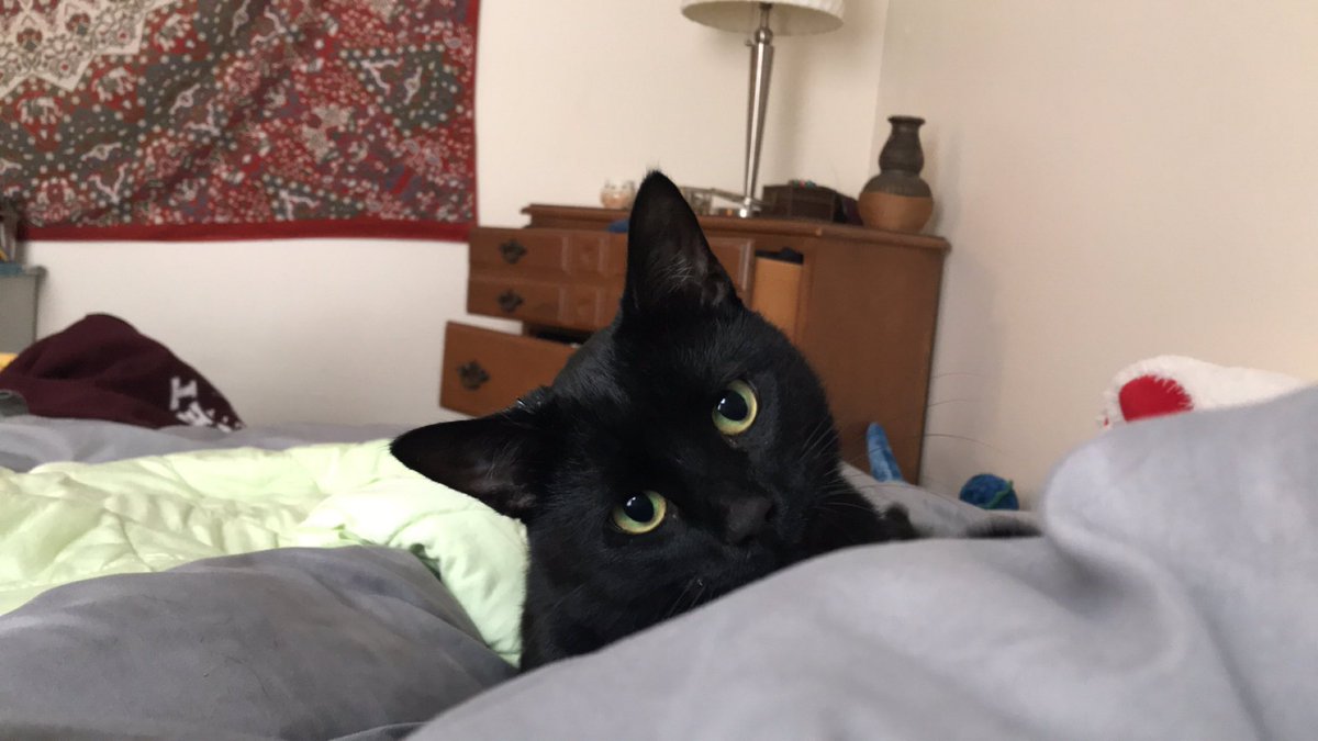 crazedcrass's tweet photo. just realized that moon and toothless the dragon are twins https://t.co/weHdHADvCy