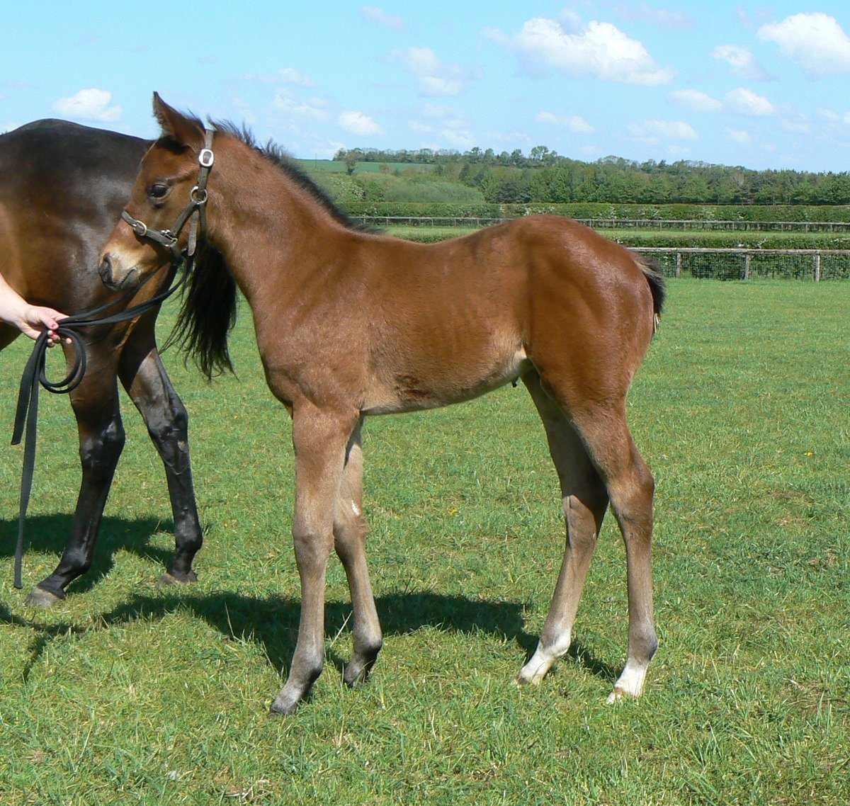 Kirtlington Stud (@kirtlingtonstud) on Twitter photo MOUNT MOGAN (2017 Helmet / Super Midge) won well at Wolverhampton yesterday and looks progressive for trainer <a href="/edwalkerracing/">Ed Walker Racing</a> and owner Patrick Chau. He was bred by Kirtlington Stud and Mrs Mary Taylor. Congratulations to all connections. MOUNT MOGAN (2017 Helmet / Super Midge) won well at Wolverhampton yesterday and looks progressive for trainer <a href="/edwalkerracing/">Ed Walker Racing</a> and owner Patrick Chau. He was bred by Kirtlington Stud and Mrs Mary Taylor. Congratulations to all connections.