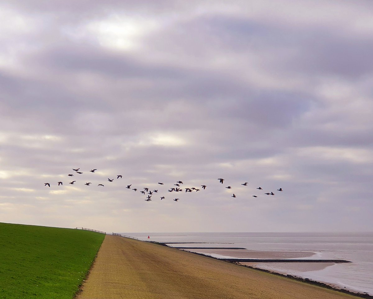 ArjaKastelein's tweet photo. #Rugschild van een #zeekat (inktvissoort), waddenbodem, #haasje en #ganzen aan de #waddenkust #dezeekust #wadden #werelderfgoed #waddenzee #wad #fryslân https://t.co/rBjKZ7FqzE