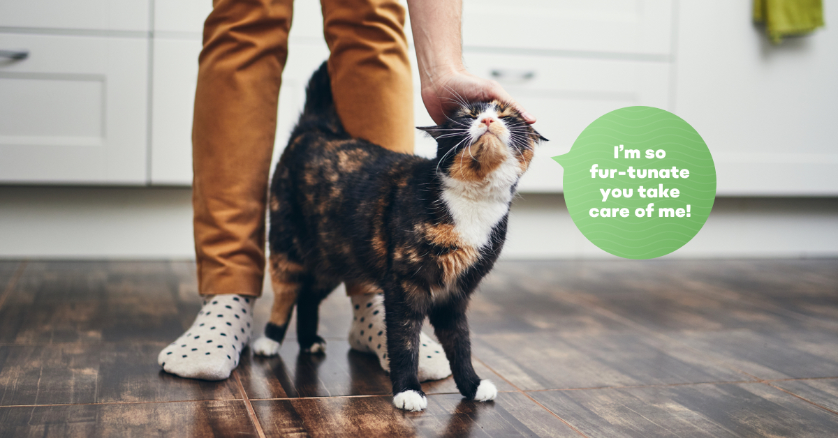 We make being a responsible pet parent easy! Celebrate Responsible Pet Owner Month with convenient and affordable preventive care for your pet at #VIPPetcare and get $15 off your visit* through 3/2! Get coupon here: hubs.ly/H0mStL30