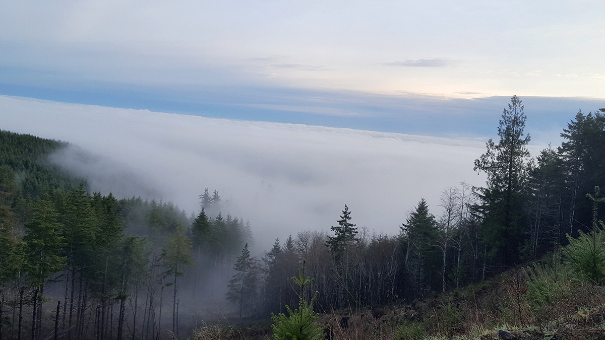 LegacyTowers's tweet photo. Yes, it's true. Working on the towers can get you some really nice views. Kenneth was able to grab this quintessentially Northwest shot during an upgrade project near Shelton. Thanks, Kenneth! #legacytowers #towerviews #climbwithus https://t.co/3XjQzTo4sp