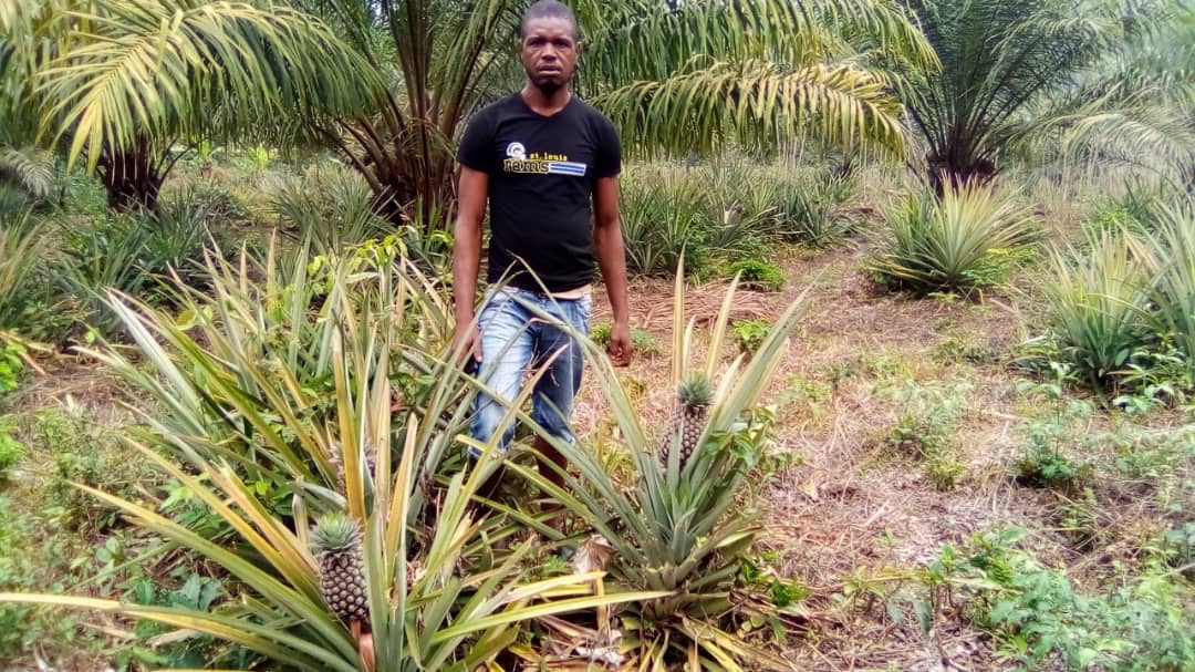 SierraAgra's tweet photo. We maintain a relationship all year round with our farmers, teaching them globalGAP and Organic principals. This way we ensure only the best pineapples are used in our juice #agriculture #agribusiness #socialimpact #organic #pineapple #sierraleone https://t.co/HOJc8NdNKQ