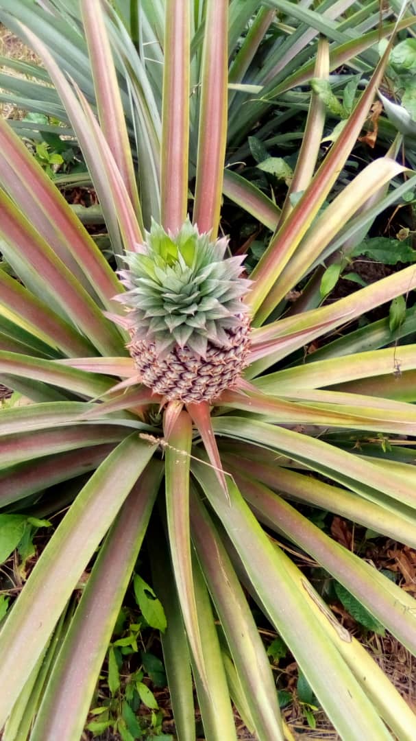SierraAgra's tweet photo. We maintain a relationship all year round with our farmers, teaching them globalGAP and Organic principals. This way we ensure only the best pineapples are used in our juice #agriculture #agribusiness #socialimpact #organic #pineapple #sierraleone https://t.co/HOJc8NdNKQ