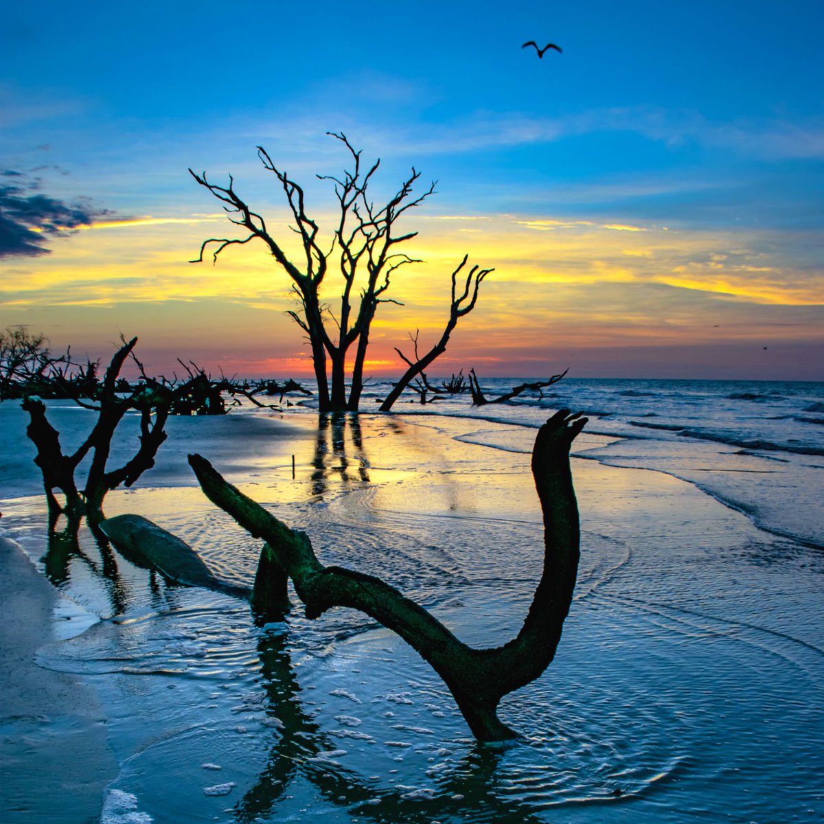 Gnarly, bare trees and driftwood stand on a flat beach as small ocean waves wash on to the sand under a dim sunrise sky.