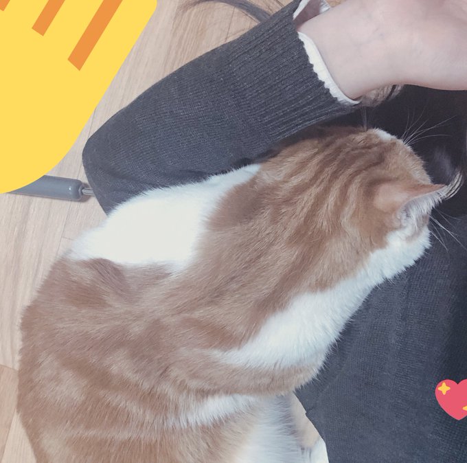 腕枕猫のtwitterイラスト検索結果