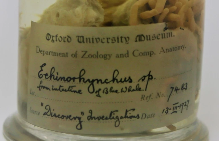 Image of a jar of acanthocephalans removed from a blue whale's intestine. 