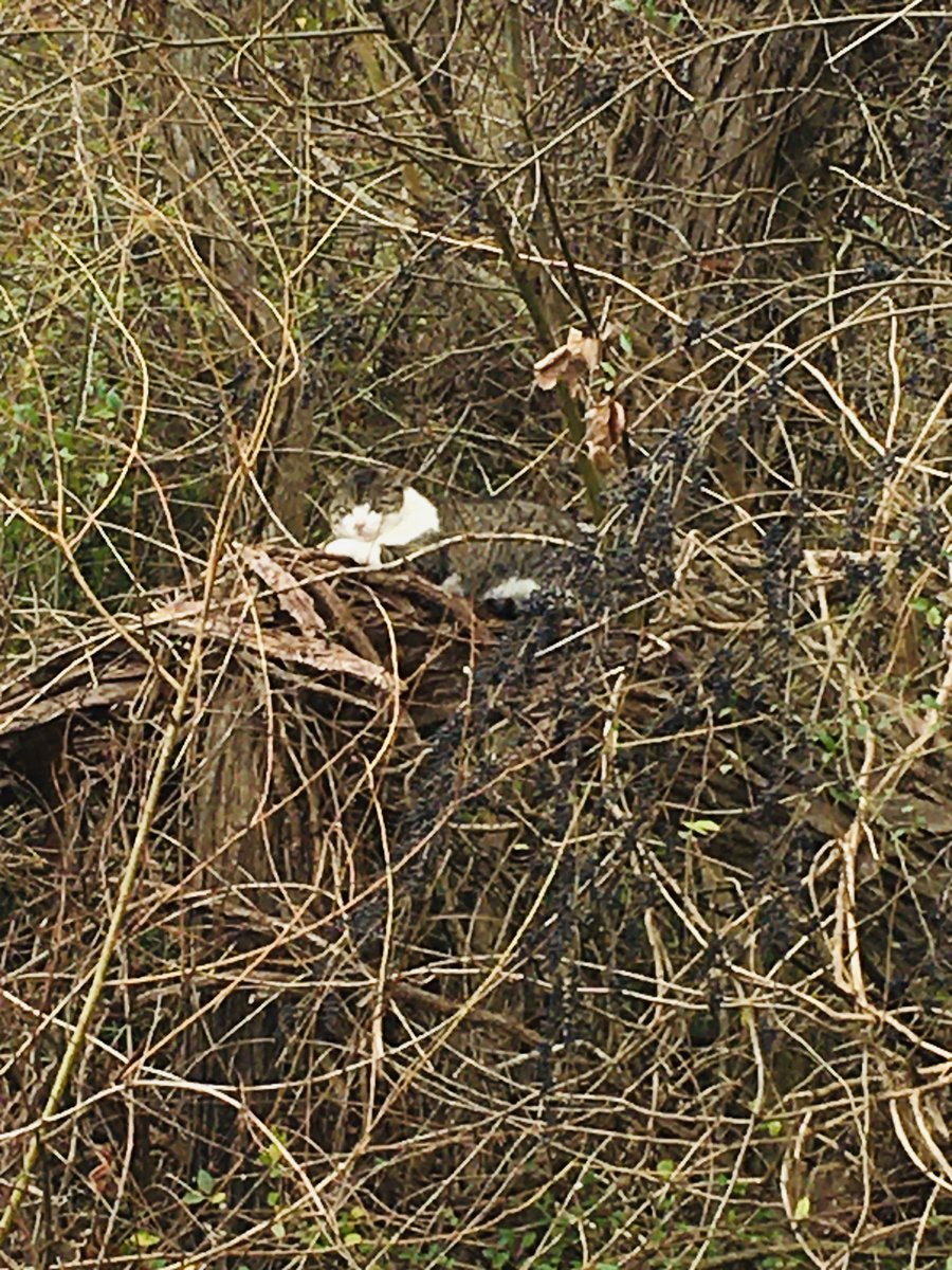 Cai Chu 蔡楚 鼠年 乞猫 昨日天阴 见一猫栖于树上 鼠年 乞猫 驱逐猖狂的鼠辈 宋黄庭坚 乞猫 秋来鼠辈欺猫 死 窥瓮翻盆搅夜眠 闻道狸奴将数子 买鱼穿柳聘衔蝉 黄庭坚 谢周文之送猫儿