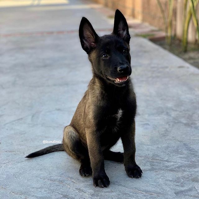By @laxmalinois Can’t handle the cuteness 😍😳 Use #malinoislovers to get featured🐕
-------------------------------------------------
#malinois#malinoislovers#animals#pets#dog#goals#boss#cute#love#happy#photooftheday#insta#lol#beauty#iphone#life#amazin… ift.tt/2SrT1Bn