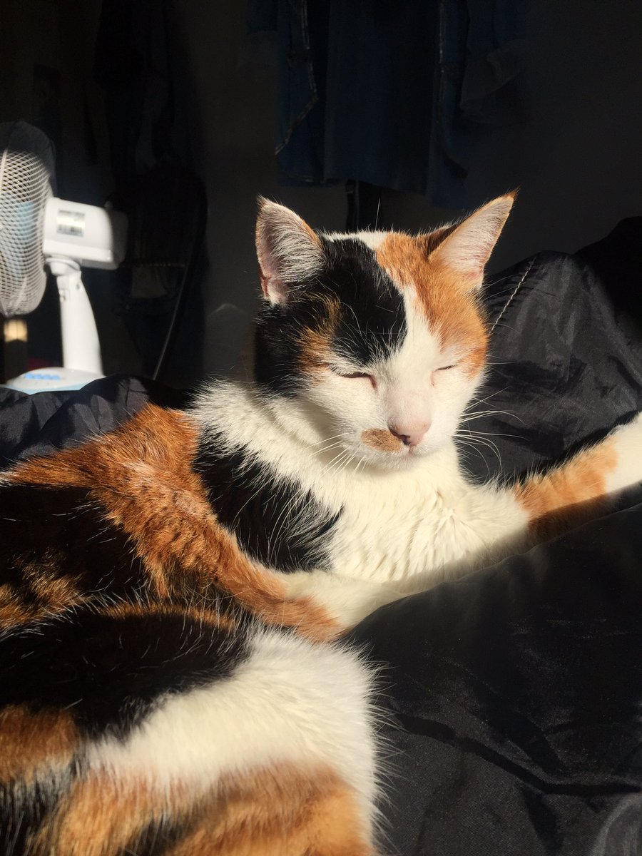 eclatmagic's tweet photo. câline au soleil 🥰 https://t.co/XlqHSXWp6c