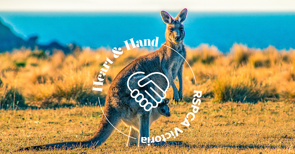 CapitalPacific tweet media