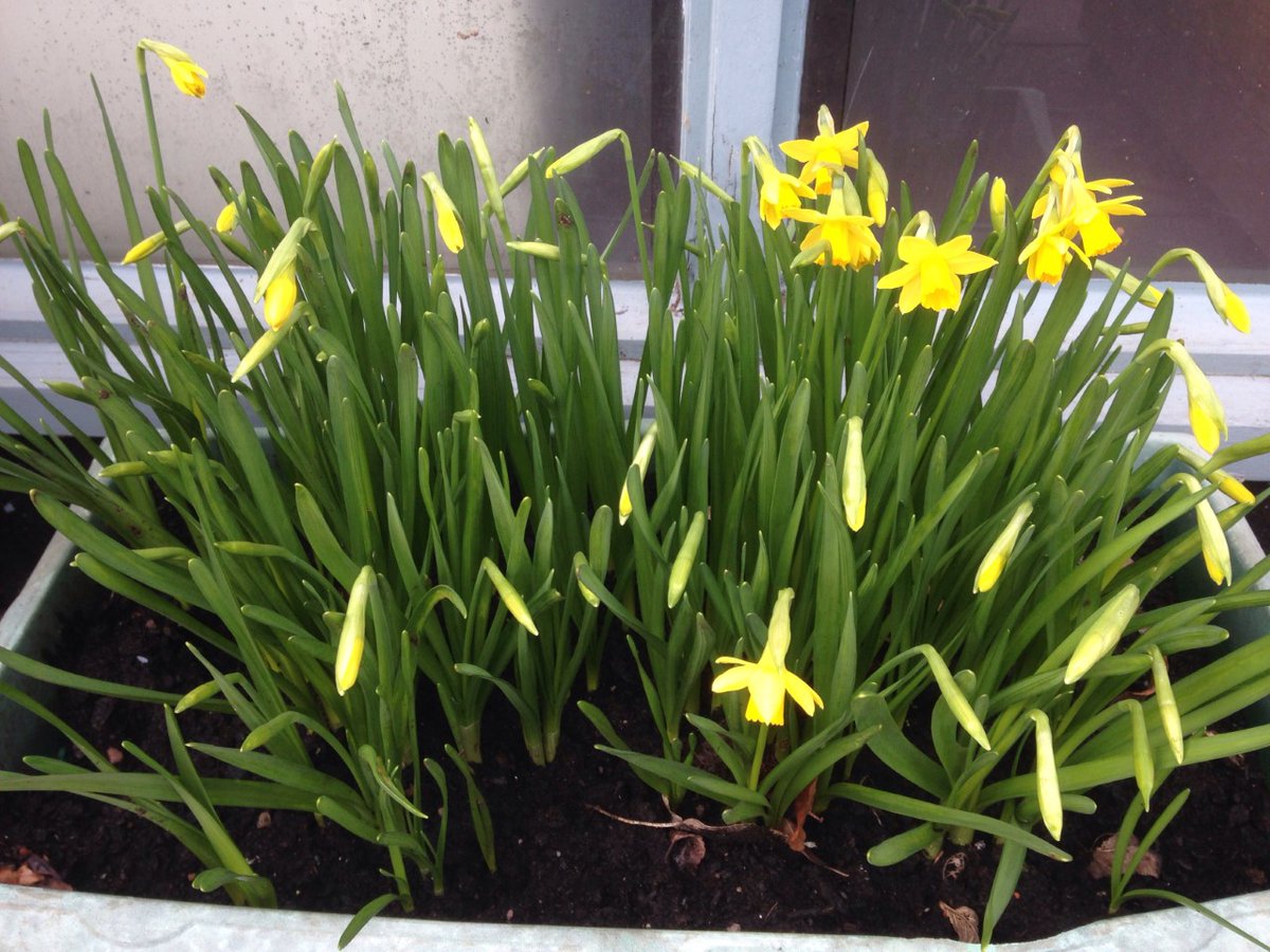 Redland Green Club tweet media