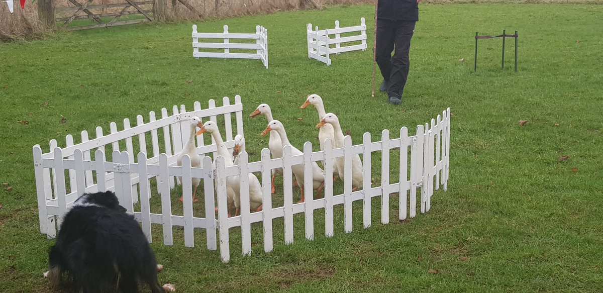 WDKatBenson's tweet photo. We had a great couple of days this week on the third module of @WillmottDixon #SchoolOfAccountLeadership with @HemsleyFraser at the very picturesque @follyfarmcentre #strategy #customers #duckherding https://t.co/38iXZ8Ay32
