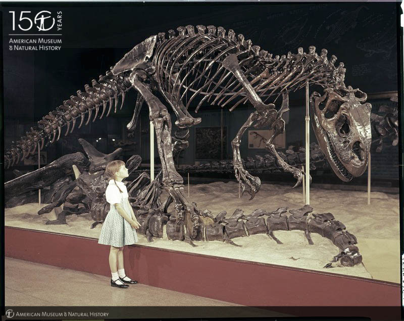 Young girl in clothing from the 1950s starring up at a large allosaurus skeleton, mounted on a platform in the museum. 
