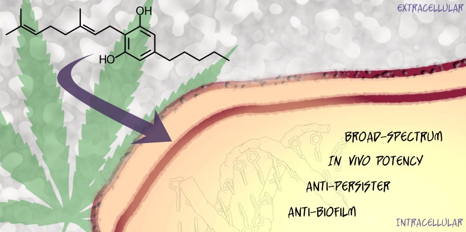 Happy to share that our work <a href="/eric_brown_bbs/">Eric Brown</a> lab uncovering the antibiotic potential of Cannabinoids is out <a href="/ACS_Infectious/">Infectious Diseases</a>. Was fun working with Maya Farha, Rob Gale, <a href="/craig_macnair/">Craig MacNair</a>, @LindseyCarfrae &amp;Jake Magolan’s lab on this.<a href="/McMasterIIDR/">McMaster IIDR</a> @MacHealthSci
 pubs.acs.org/doi/10.1021/ac…