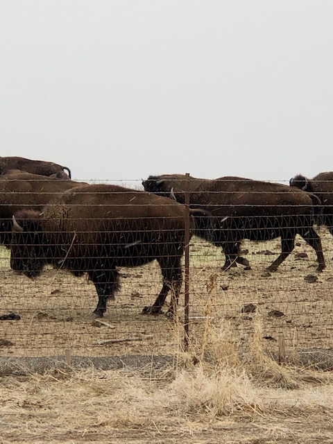 TanyaKStevenson's tweet photo. A wonderful sight to see during Colorado Springs home tours, but enjoying these bison (the US mammal) from a distance! Males can weigh up to 2000 pounds and be unpredictable  #luckytoliveincolorado #Americanbison #Buffalo #HomeTours #ColoradoSpringsRealtor #realestate #acreage https://t.co/sSruzTLucv