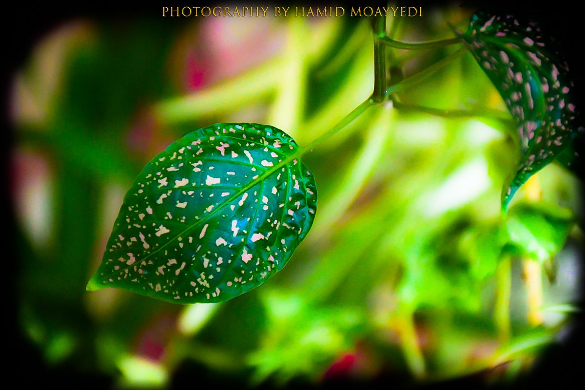 heskhoob's tweet photo. #photo_by_hamid_moayyedi #photography #hamidmoayyedi 
#naturephotography #atoliye
#modeling #portrait #industrial
#nikond7500 #manmodel
#beach #North #manposition
#photography #photo_luxury
#flower #home #art #iran https://t.co/DH4OzukfzY