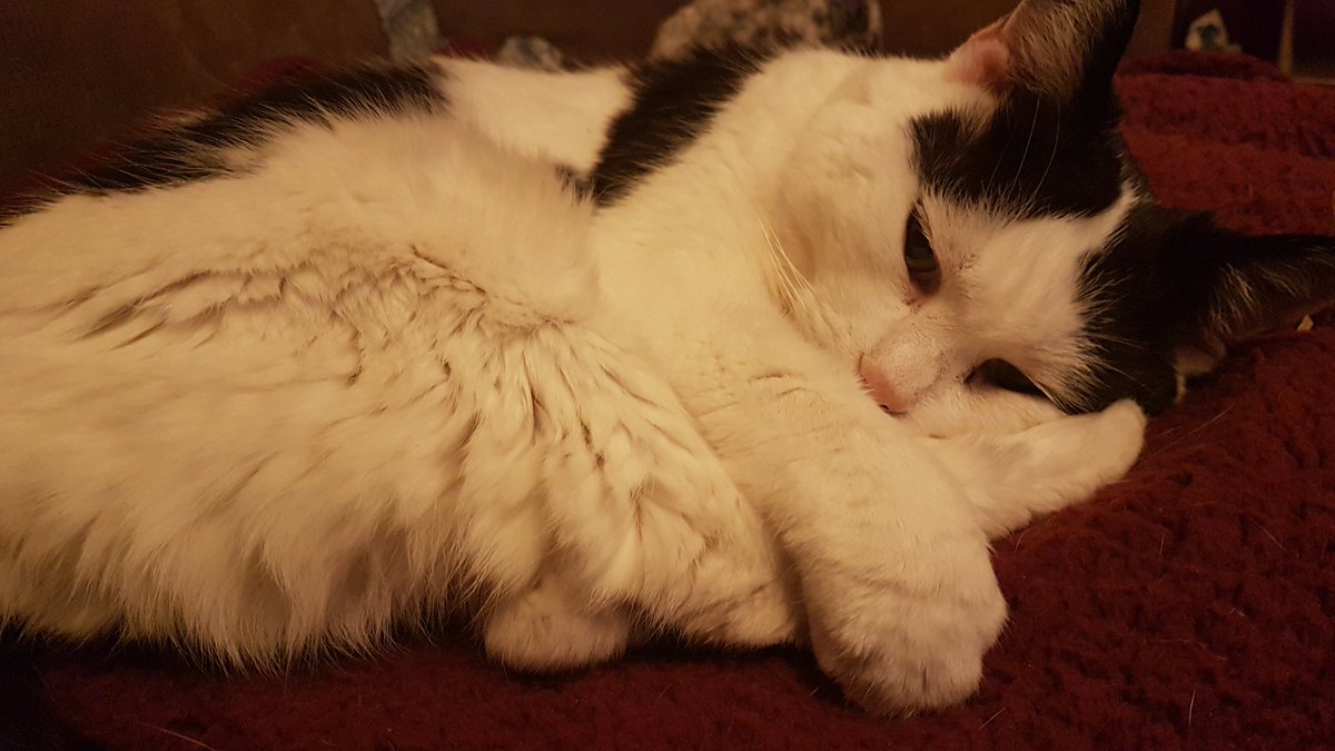 minnie_mog's tweet photo. I's a sleepy Minnie, so I's dojin a curl on Mum's snuggly blankey and huggins my feetsy fins . Nitey nites efurryones!
#SleepySchnorb, #DojinACurl, #SnugglyBlankey, #HugginsToesies, #CatsOfTwitter https://t.co/YiqIJ9xoNb