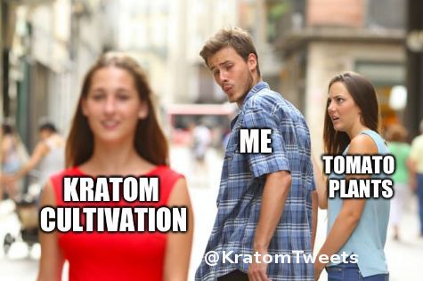royalgreenthumb's tweet photo. #Kratom #memes https://t.co/x9UfDAS0QV