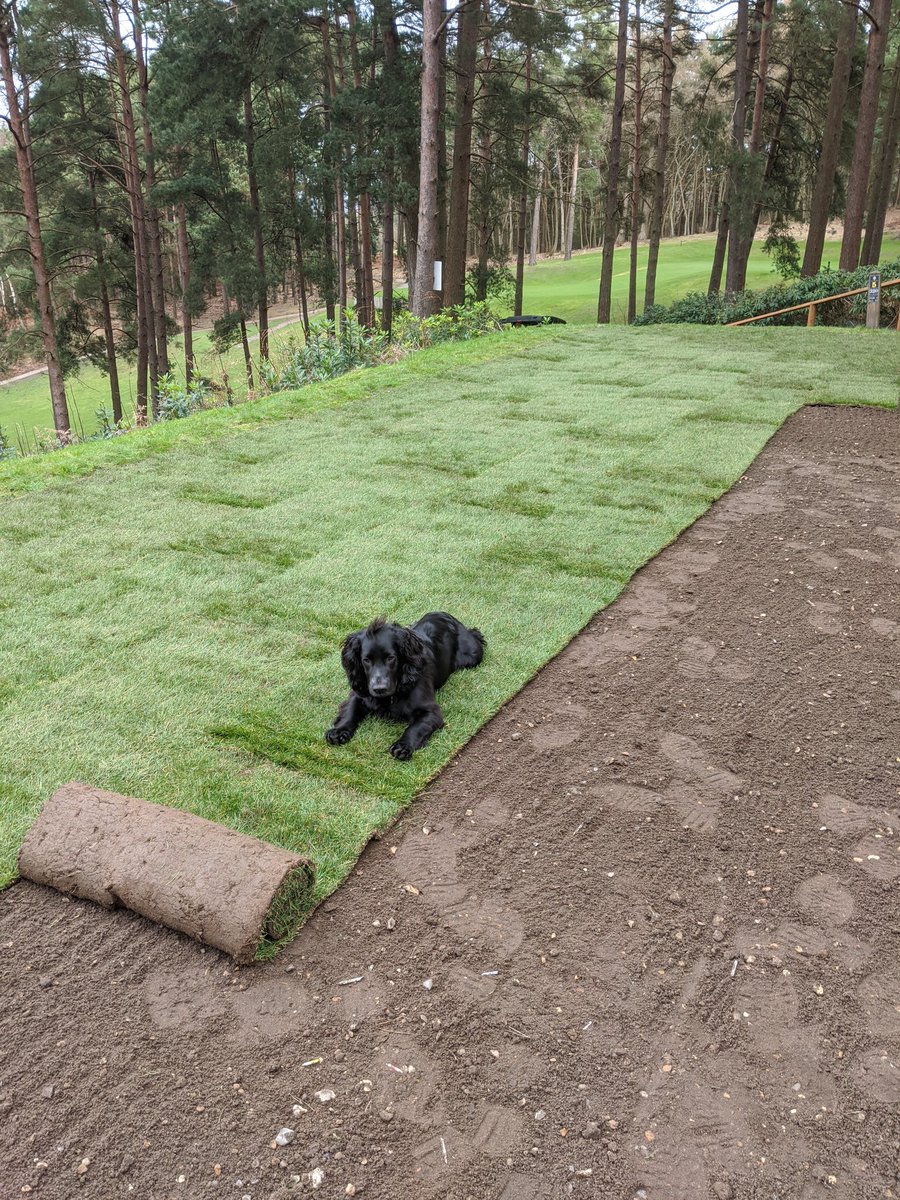 GkThorns's tweet photo. Bunker construction on the 2nd and the 5th tees being re-turfed this week https://t.co/ZTP9kTX85l