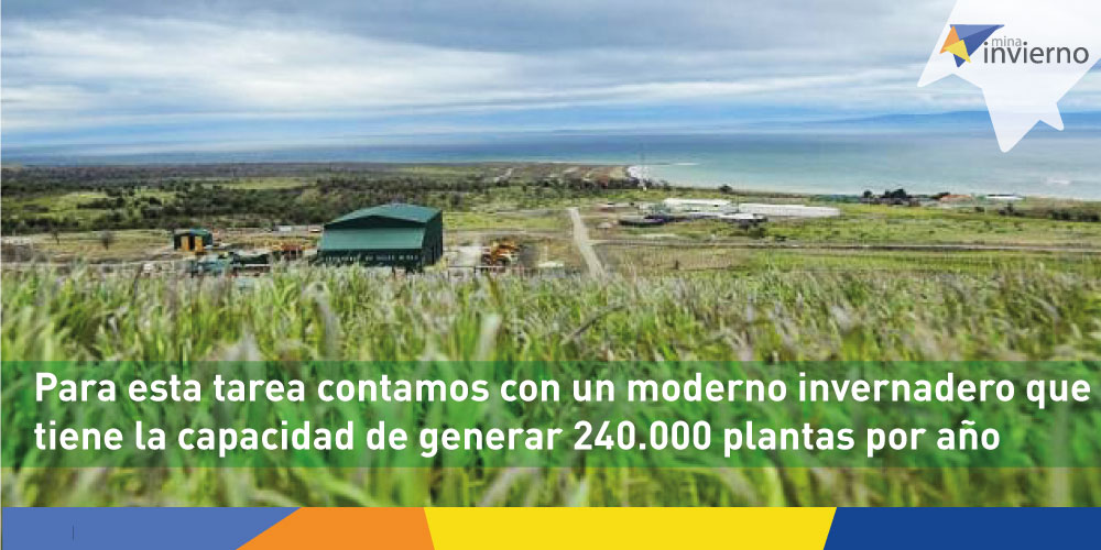 En #MinaInvierno reforestamos zonas que en el pasado fueron utilizadas para abrir espacio a la ganadería y el pastoreo 🐮 Nuestro vivero tiene la capacidad de ​generar 240.000 plantas por año 🌱🌲🌳​ #cultivo #magallanes #medioambiente #mineriasustentable