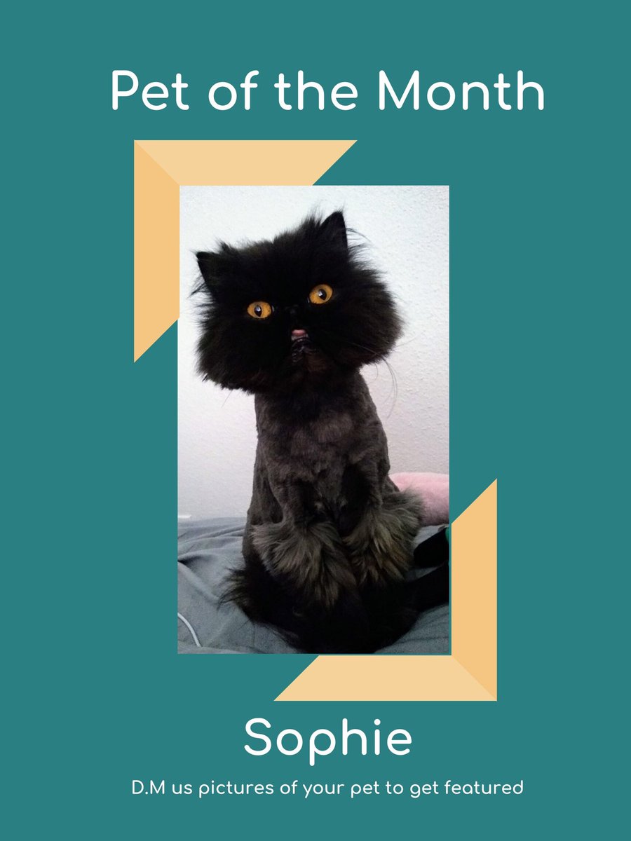 Meet Sophie!!😸 Tag us with a picture of your animal to be featured! #riversideranch #tagus