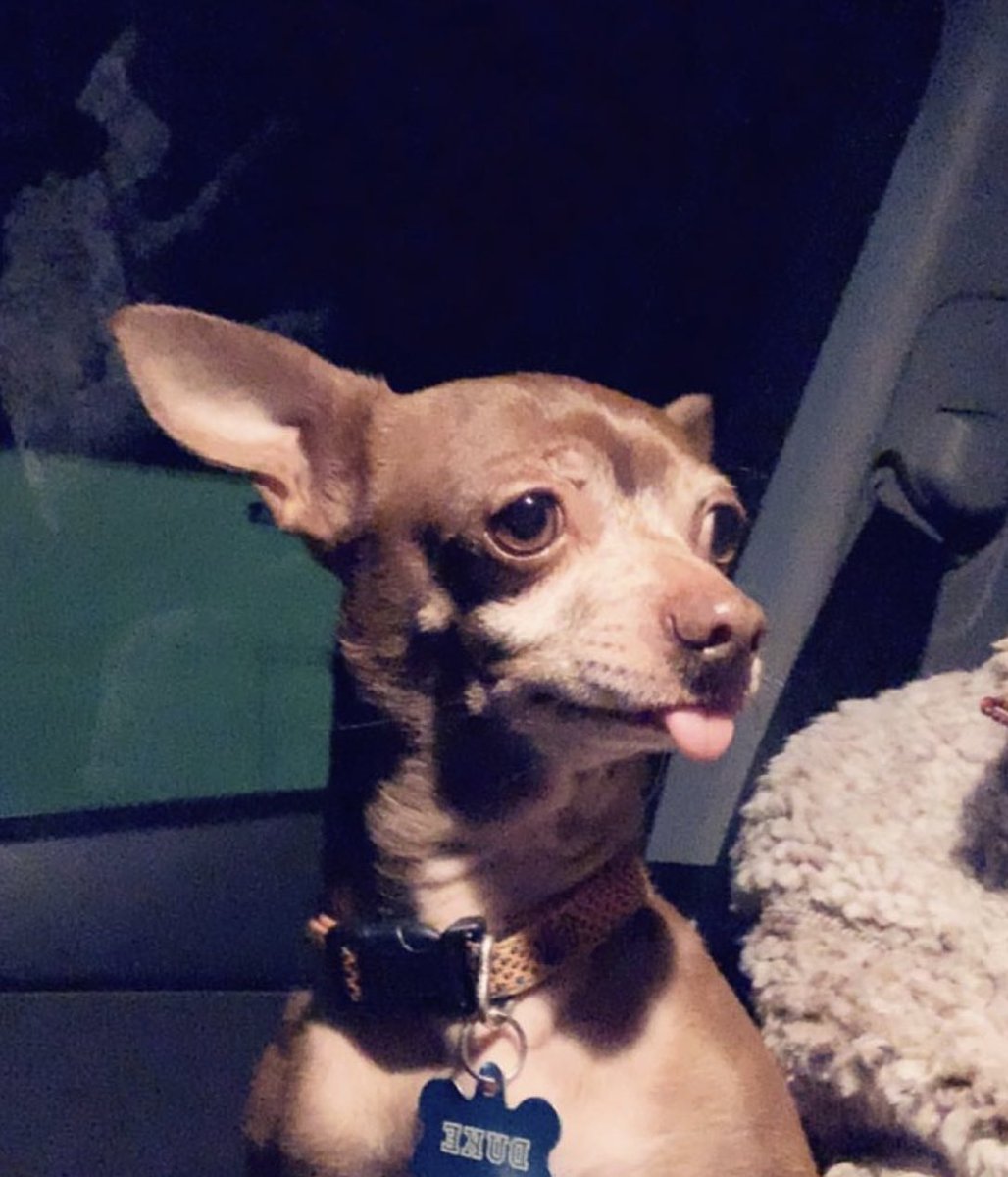 Everyone meet Duke. Duke is 7 years old and is in love with tomatoes. Duke also runs from his bath time every time! #shareyourpet #tagus #riversideranch